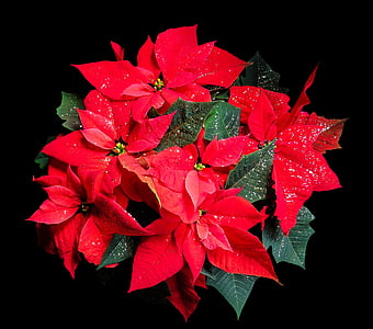 red flowers with black background thumbnail