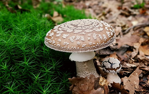 depth of field photography of brown mushroom thumbnail