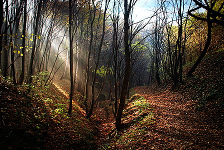 photography of leafless tree forest thumbnail