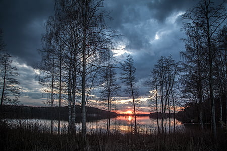 leafless tree under gray sky near body of water thumbnail