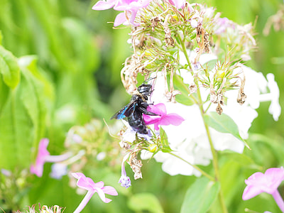 Big Blue Wooden Bee thumbnail