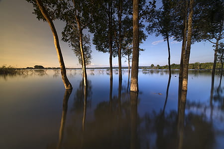 trees on body of water thumbnail