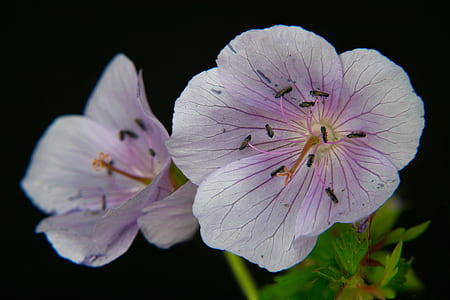 two white hibiscus flowers thumbnail