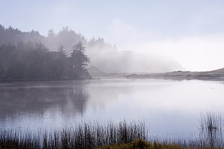grayscale photography of lake near trees thumbnail