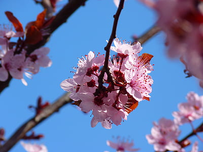 shallow focus photography of pink petaled flower during daytime thumbnail