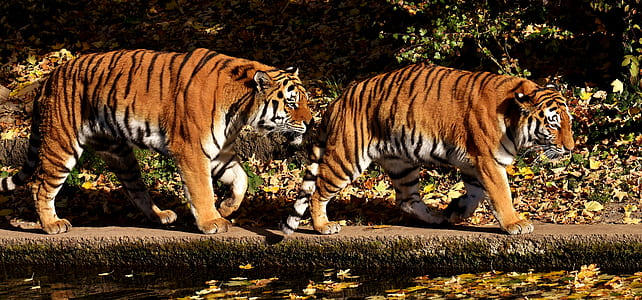 two tigers near body of water at daytime thumbnail