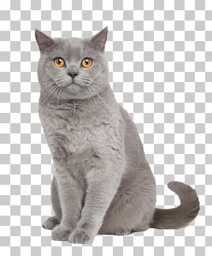 British Shorthair American Shorthair Exotic Shorthair Colorpoint