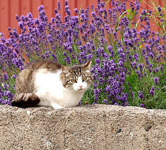 brown tabby cat beside lavender thumbnail