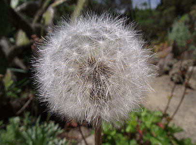 Agoseris Grandiflora thumbnail