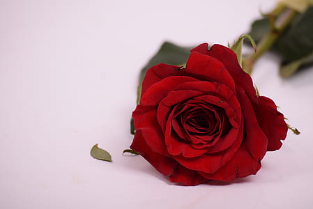selective focus photography of red rose thumbnail