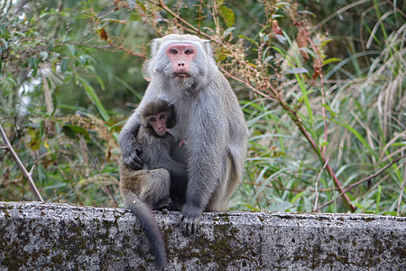 Monkey, Taiwan Wild Monkeys thumbnail
