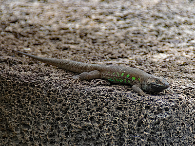 Ostkanaren Lizard, Lizard thumbnail
