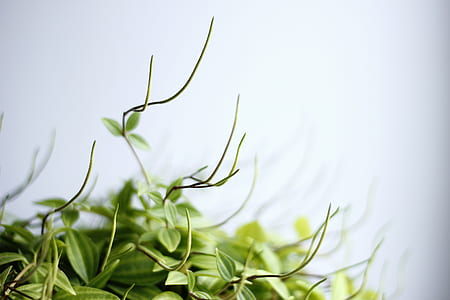 selective photography of green leafed plants thumbnail
