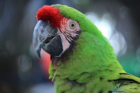 tilt shift lens photo of green parrot thumbnail