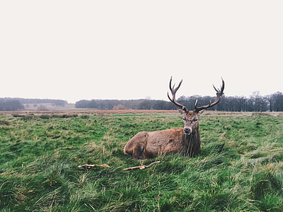 brown reindeer lying on grass field thumbnail