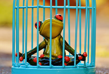 green and yellow frog in blue wire cage thumbnail