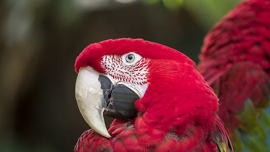 red macaw parrot thumbnail