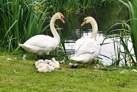 two ducks with ducklings beside body of water thumbnail
