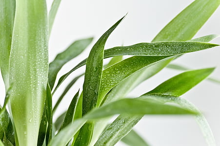 green leafy plant with water droplets thumbnail