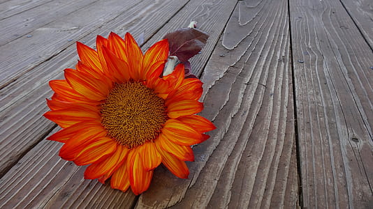 low angle photograph of orange sunflower on wood pallet thumbnail