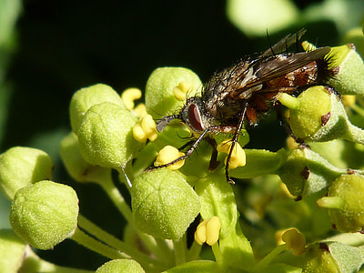 fly perch on green plants thumbnail