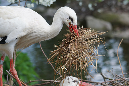 selective focus photography of white bird biting nest thumbnail