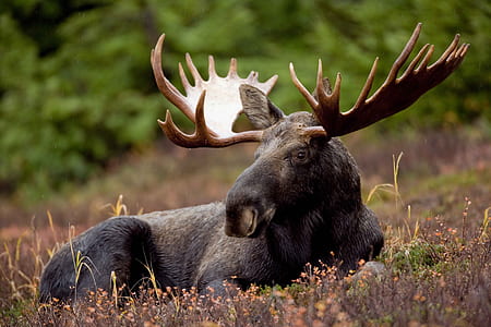 moose lying on brown grass during daytime thumbnail