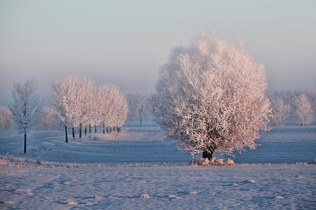 photo of snow coated trees on snow field thumbnail