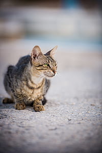selective focus photography of gray tabby cat thumbnail