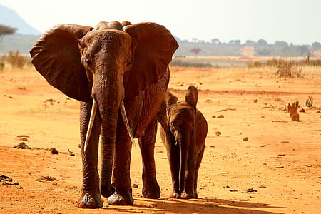 Elephants in Africa thumbnail