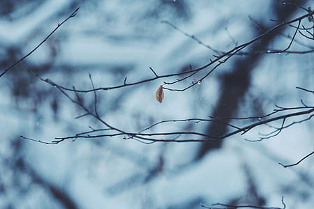 tilt shift lens photography of tree branch thumbnail