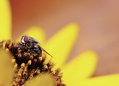 macro photo of black fly perching on yellow petaled flower thumbnail