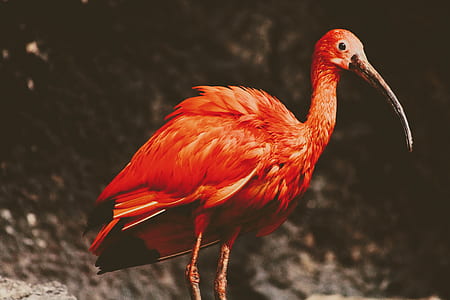 selective focus photography of scarlet ibis thumbnail