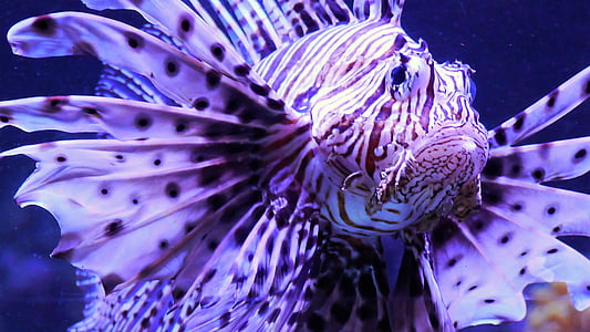 white and purple lion fish thumbnail