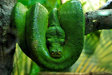 green python resting on tree branch thumbnail