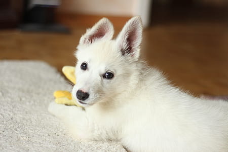 Short-coated White Dog on White Textile thumbnail