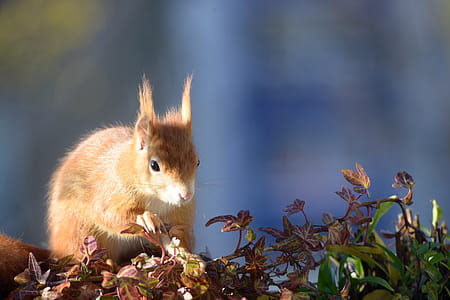 brown squirrel on brown leafed plants thumbnail