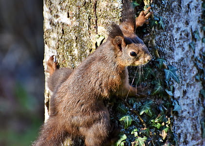 brown racoon on brown tree trunk thumbnail