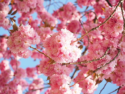 pink cherry blossom tree at bloom thumbnail