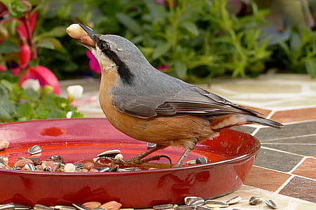 gray and brown bird on red plate near plants thumbnail