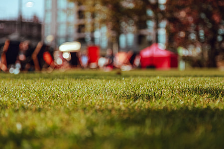 shallow focus photography of grass thumbnail