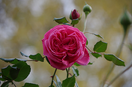 photography of pink rose with green leaves thumbnail