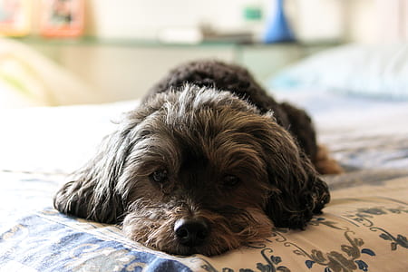 long-coated brown puppy on bed close-up photo thumbnail
