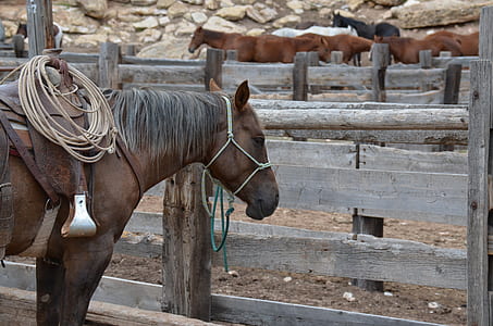 Brown Horse Inside Wooden Fence thumbnail