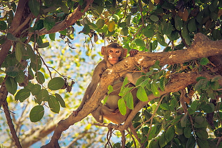 monkey on tree thumbnail