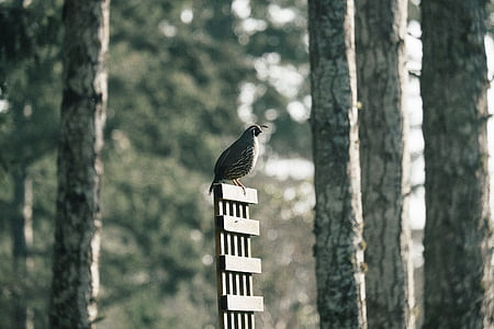 gray quail on gray frame under trees thumbnail