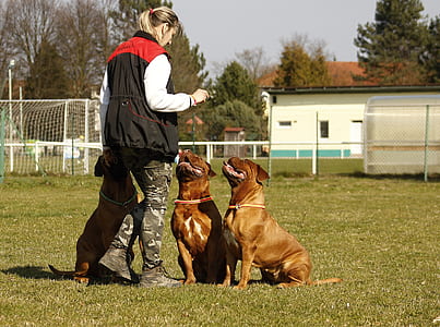 woman with two French mastiff on grass field thumbnail