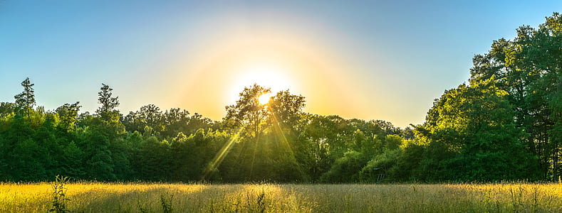 green trees during sunrise thumbnail