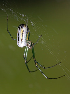 Orchard spider - Leucauge venusta thumbnail