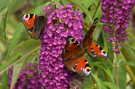 orange butterflies thumbnail